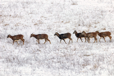 Mouflons in Winter Wild nature (ovis musimon)の写真素材