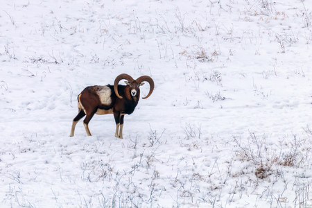 Mouflon Male in Winter Wild nature (ovis musimon)の写真素材