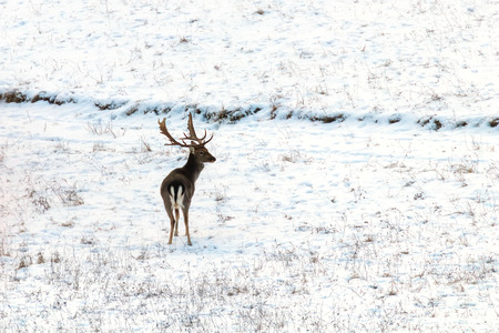 Fallow deer young buck snow winter (Dama Dama)の写真素材