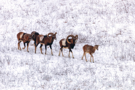 Mouflons in Winter Wild nature (ovis musimon)の写真素材