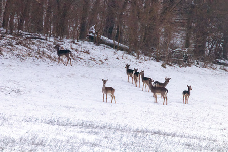 Fallow deer herd snow forest landscape (Dama Dama)の写真素材