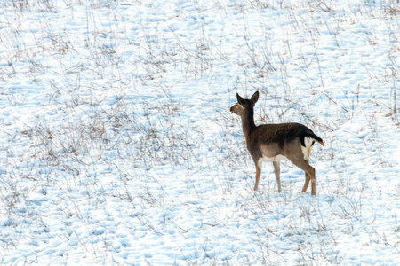 Fallow deer female snow winter (Dama Dama)の写真素材