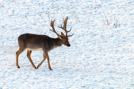 Fallow deer buck snow winter landscape (Dama Dama)の写真素材
