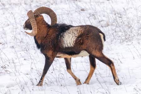 Mouflon Male in Winter Wild nature (ovis musimon)の写真素材