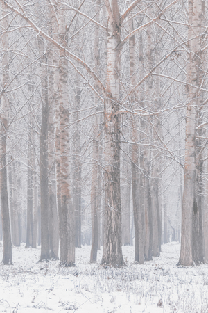 Poplar trees trunks natural background winter editionの写真素材
