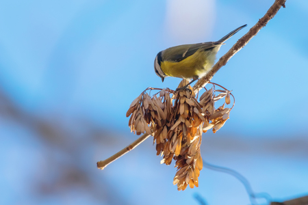 Blue tit on branch, Eurasian blue tit, (Cyanistes caeruleus) Cute little Birdの写真素材