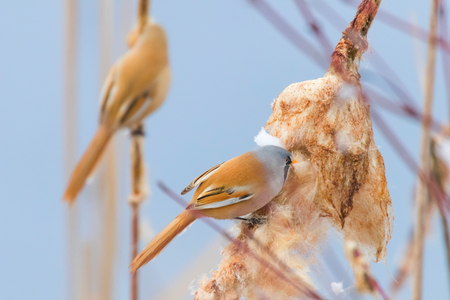 Cute little birds, Bearded tit, Bearded reedling Pair (panurus biarmicus)の写真素材