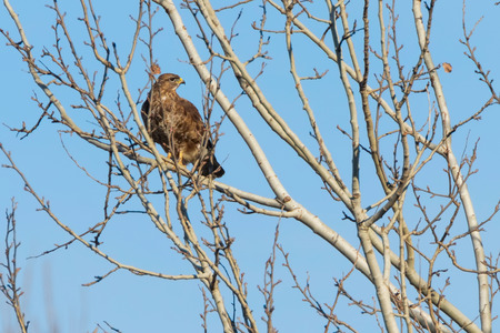 Common Buzzard (Buteo buteo) on tree blue skyの写真素材