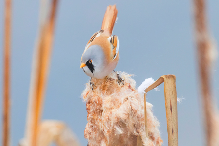 Cute little bird, Bearded tit, male Bearded reedling (panurus biarmicus)の写真素材