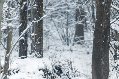 Poplar trees trunks natural background winter editionの写真素材