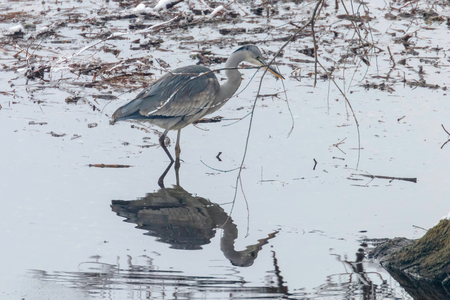The hunting Grey Heron (Ardea cinerea) in water reflectionの写真素材
