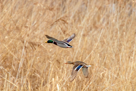 Mallard duck in flight, duck hunting seasonの写真素材