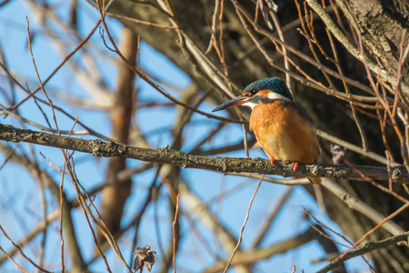 Common Kingfisher, on branch, Kingfisher, Alcedo atthis, springの写真素材