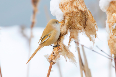 Cute little bird, Bearded tit, female Bearded reedling (panurus biarmicus)の写真素材