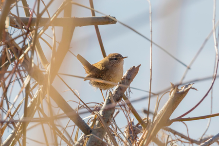 Wren bird on a branch (Troglodytes troglodytes) Wildlife. Eurasian wrenの写真素材