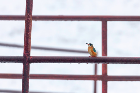 Common Kingfisher (Alcedo atthis) Kingfisher sitting on a Fenceの写真素材