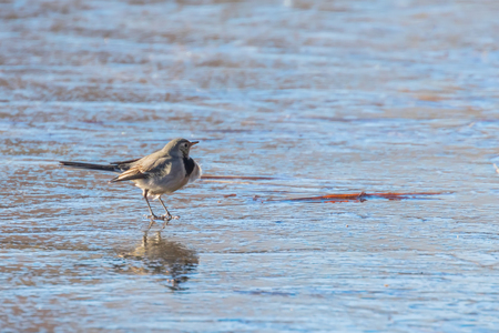 White Wagtail, Cute little bird (Motacilla alba) on ice, frozen pond winterの写真素材