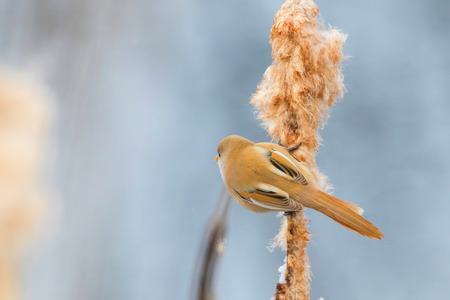 Cute little bird, Bearded tit, female Bearded reedling (panurus biarmicus)の写真素材