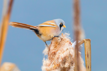 Cute little bird, Bearded tit, male Bearded reedling (panurus biarmicus)の写真素材