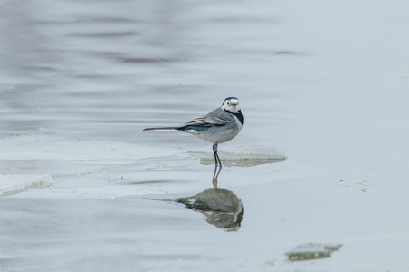 White Wagtail (Motacilla alba) on ice, frozen pond winterの写真素材