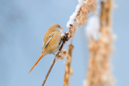 Cute little bird, Bearded tit, female Bearded reedling (panurus biarmicus)の写真素材
