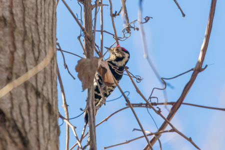 Great Spotted Woodpecker on branch (Dendrocopos major)の写真素材