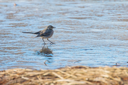 White Wagtail, Cute little bird (Motacilla alba) on ice, frozen pond winterの写真素材