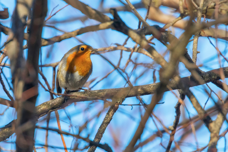Cute little bird, European Robin, Roodborst on a branchの写真素材