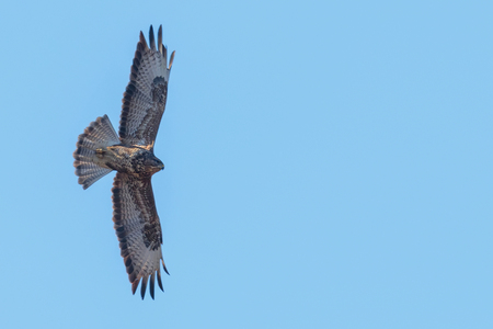 Common Buzzard (Buteo buteo) in flight  blue skyの写真素材