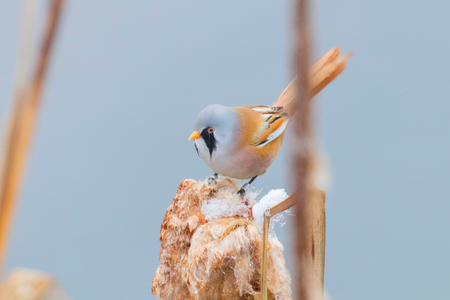 Cute little bird, Bearded tit, male Bearded reedling (panurus biarmicus)の写真素材