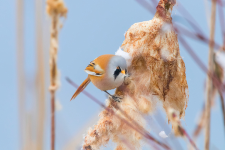 Cute little bird, Bearded tit, male Bearded reedling (panurus biarmicus)の写真素材