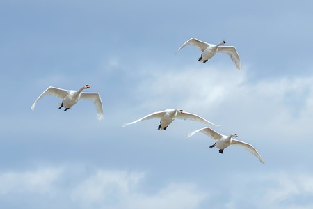 Swans in flight blue sky (Cygnus olor) の写真素材