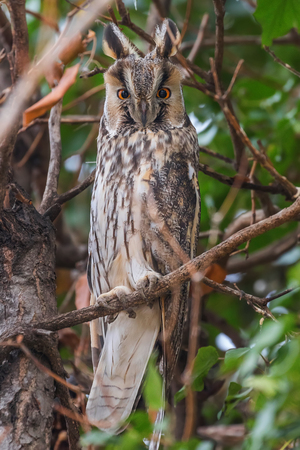 Long eared owl sitting on a tree (Asio otus)の写真素材