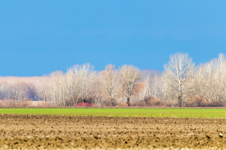 Early spring countryside landscape, Early spring wheat in a fieldの写真素材