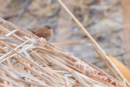 Wren bird on a branch (Troglodytes troglodytes) Wildlife. Eurasian wrenの写真素材