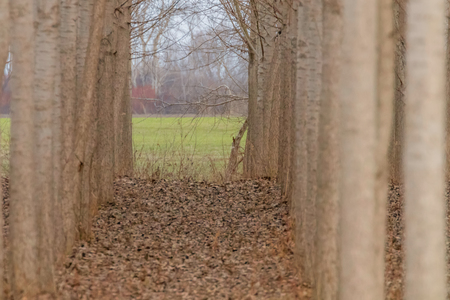 Rows of poplar trees, spring time, countrysideの写真素材