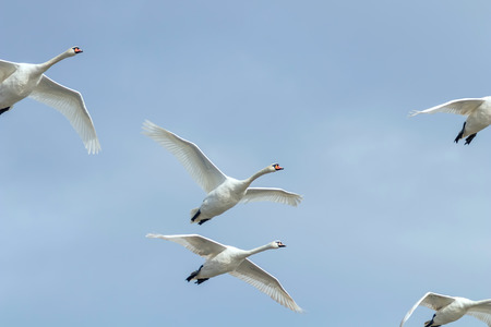 Swans in flight blue sky (Cygnus olor)の写真素材