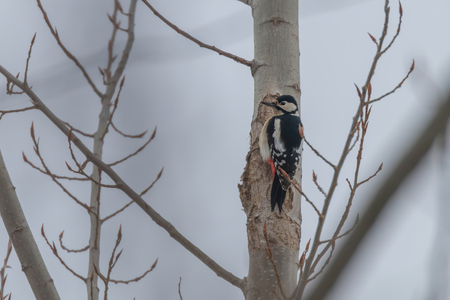 Great Spotted Woodpecker on tree trunk (Dendrocopos major)の写真素材