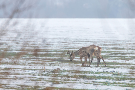Roe Deer grazing in winter morning (Capreolus capreolus)の写真素材