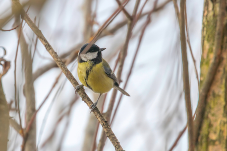 Great tit on branch (Parus major) Cute little Birdの写真素材