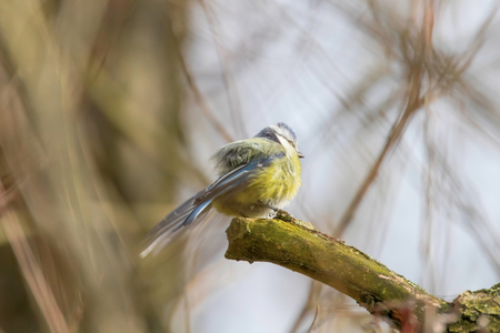 Blue tit on branch, Eurasian blue tit, (Cyanistes caeruleus) Cute little Birdの写真素材