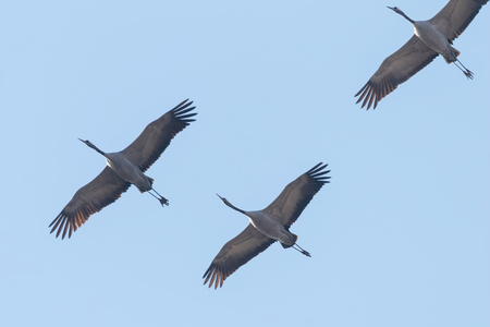 Common Cranes in flight blue skies, (Grus grus) migrationの写真素材