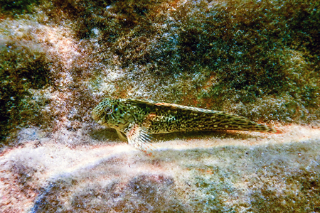 Portrait Of Cute Blenny fish, Close upの写真素材