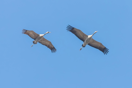 Common Cranes in flight blue skies, (Grus grus) migrationの写真素材