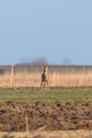 Wild roe deer in a field, spring timeの写真素材