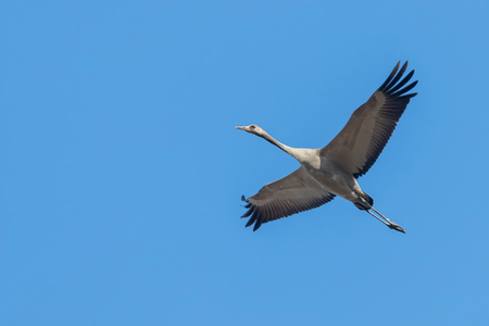 Common Crane in flight blue skies (Grus grus) migrationの写真素材
