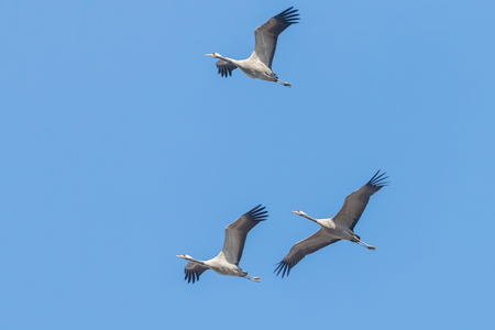 Common Cranes in flight blue skies, (Grus grus) migrationの写真素材