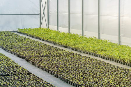 Rows of Potted Seedlings in Greenhouseの写真素材