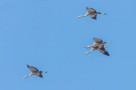 Common Cranes in flight blue skies, (Grus grus) migrationの写真素材