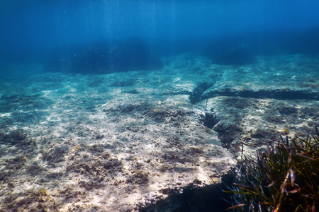 Underwater background with seaweedの写真素材
